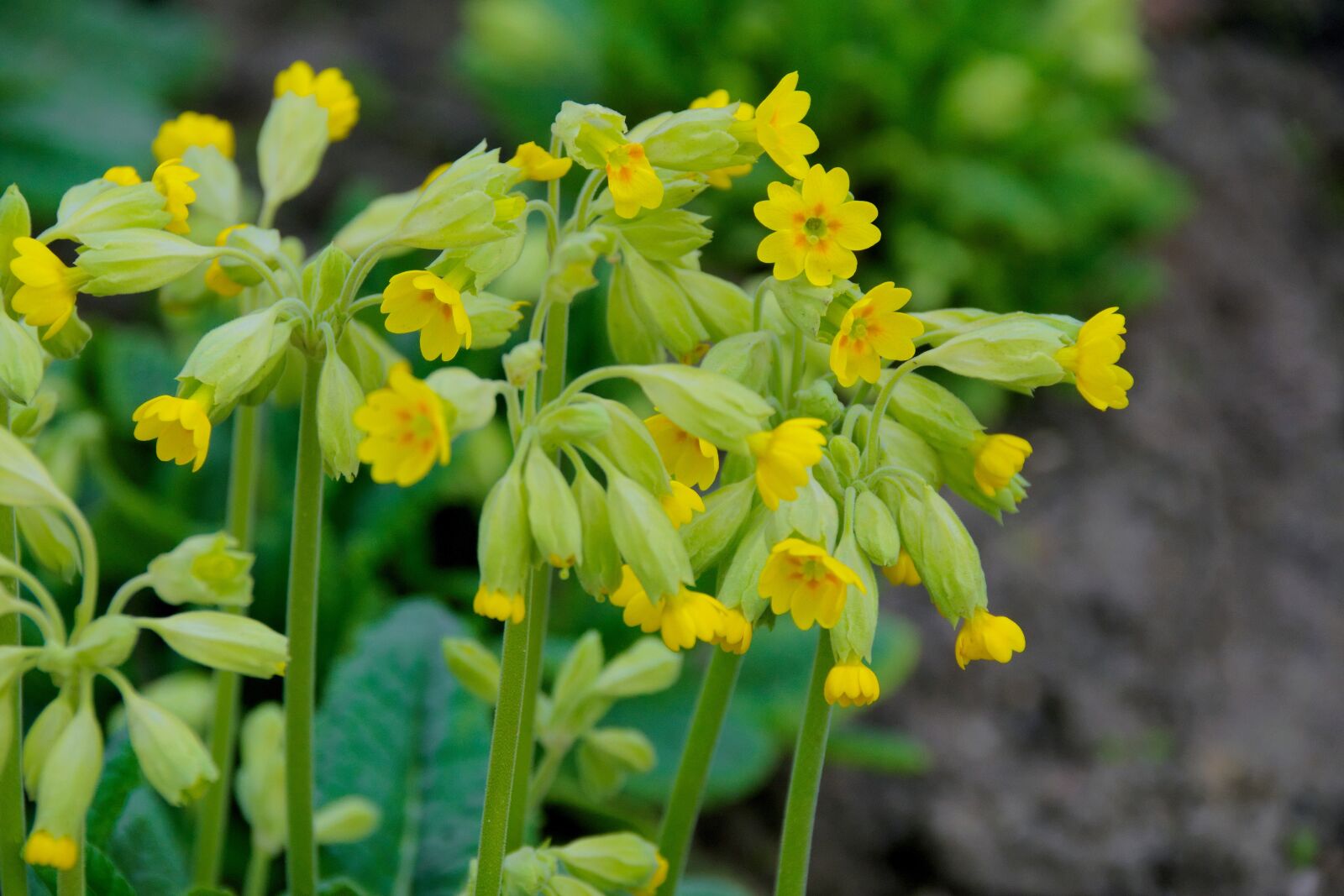 Nikon D3300 sample photo. Spring, flowers, nature photography