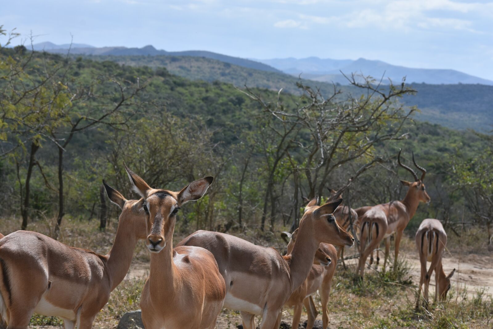 Nikon D7200 sample photo. Springbok, south africa, wild photography