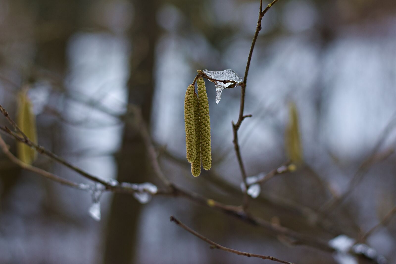 Nikon D3400 sample photo. Nature, tree, tap photography