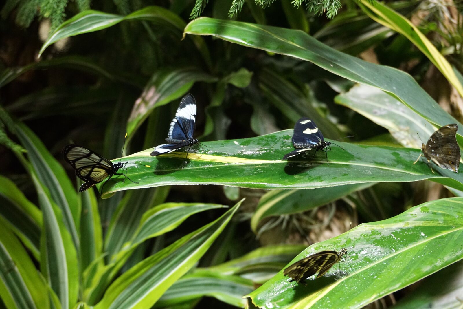 Sony a6000 sample photo. Nature, green, insect photography