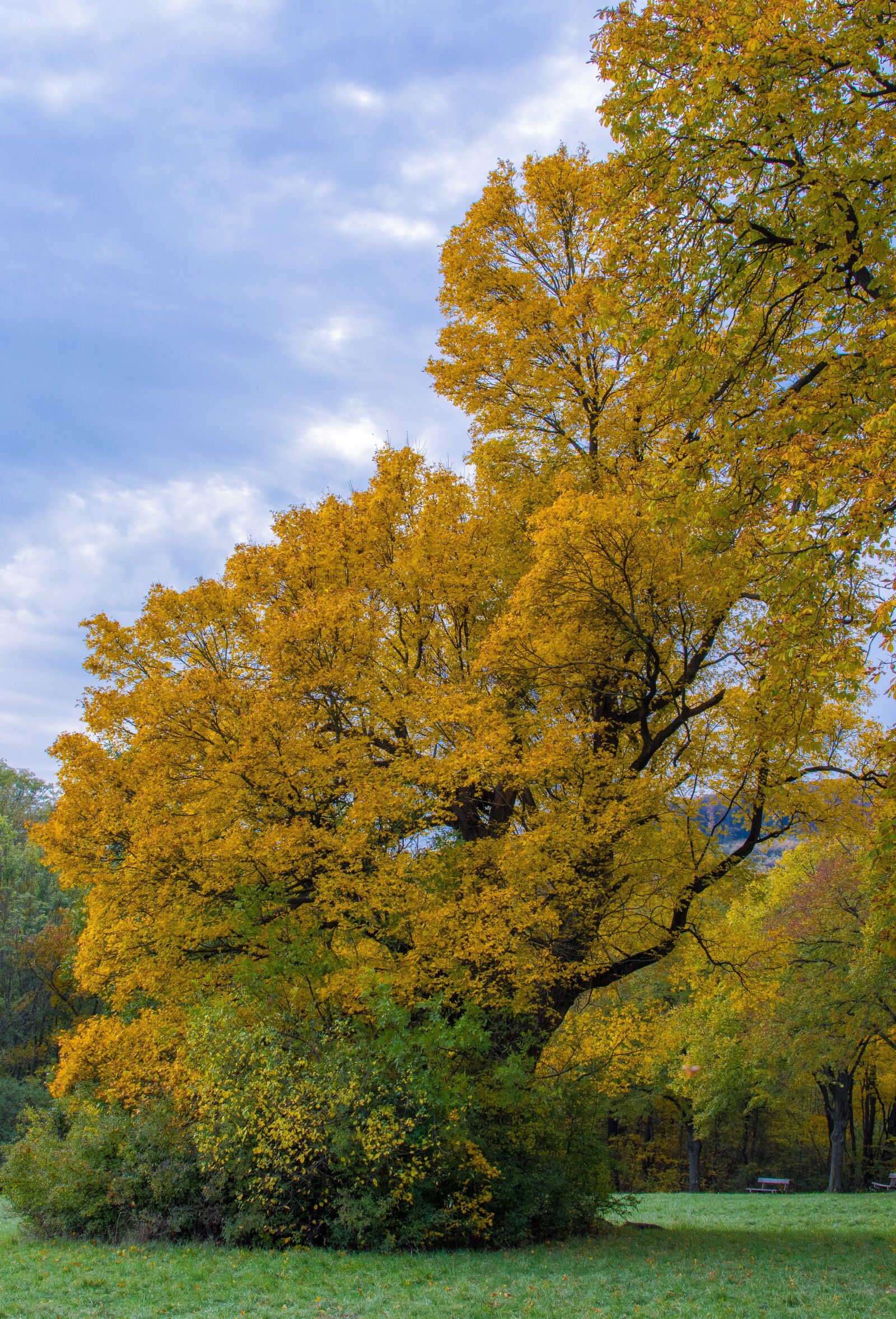 Nikon D7100 sample photo. Tree, autumn, tree in photography