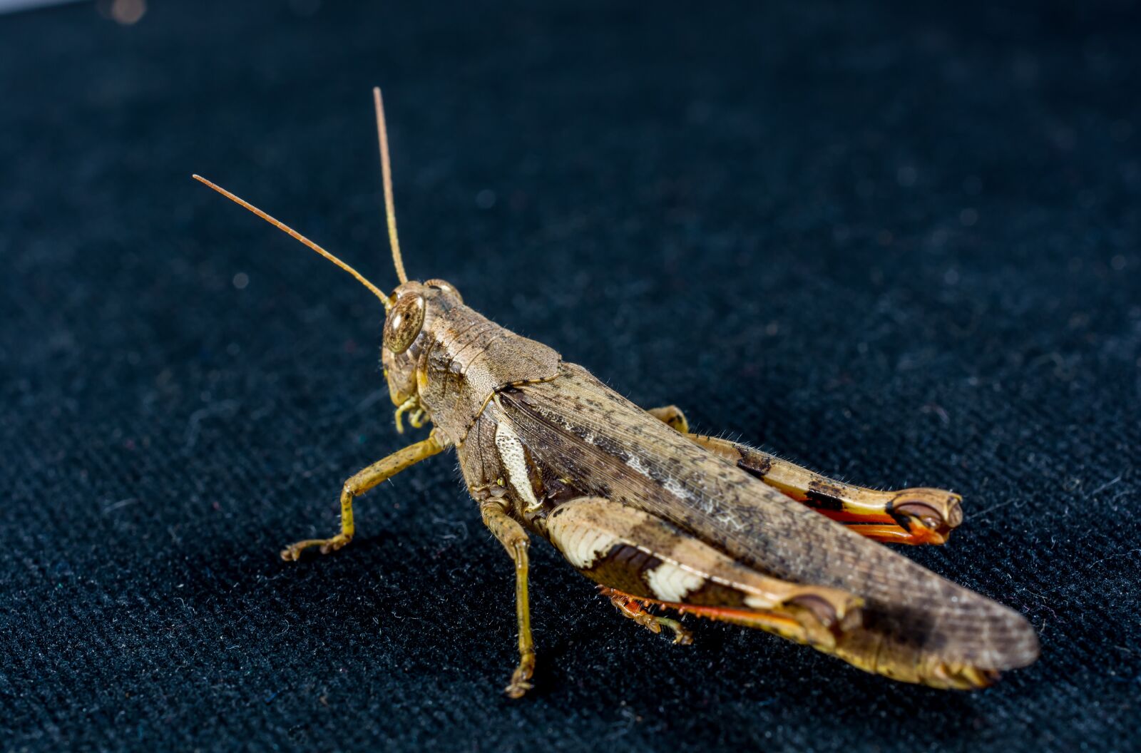 Nikon D5200 sample photo. Grasshopper, viridissima, insect photography