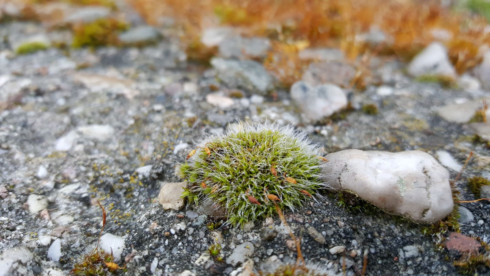 Samsung Galaxy S6 sample photo. Moss, stones, nature photography