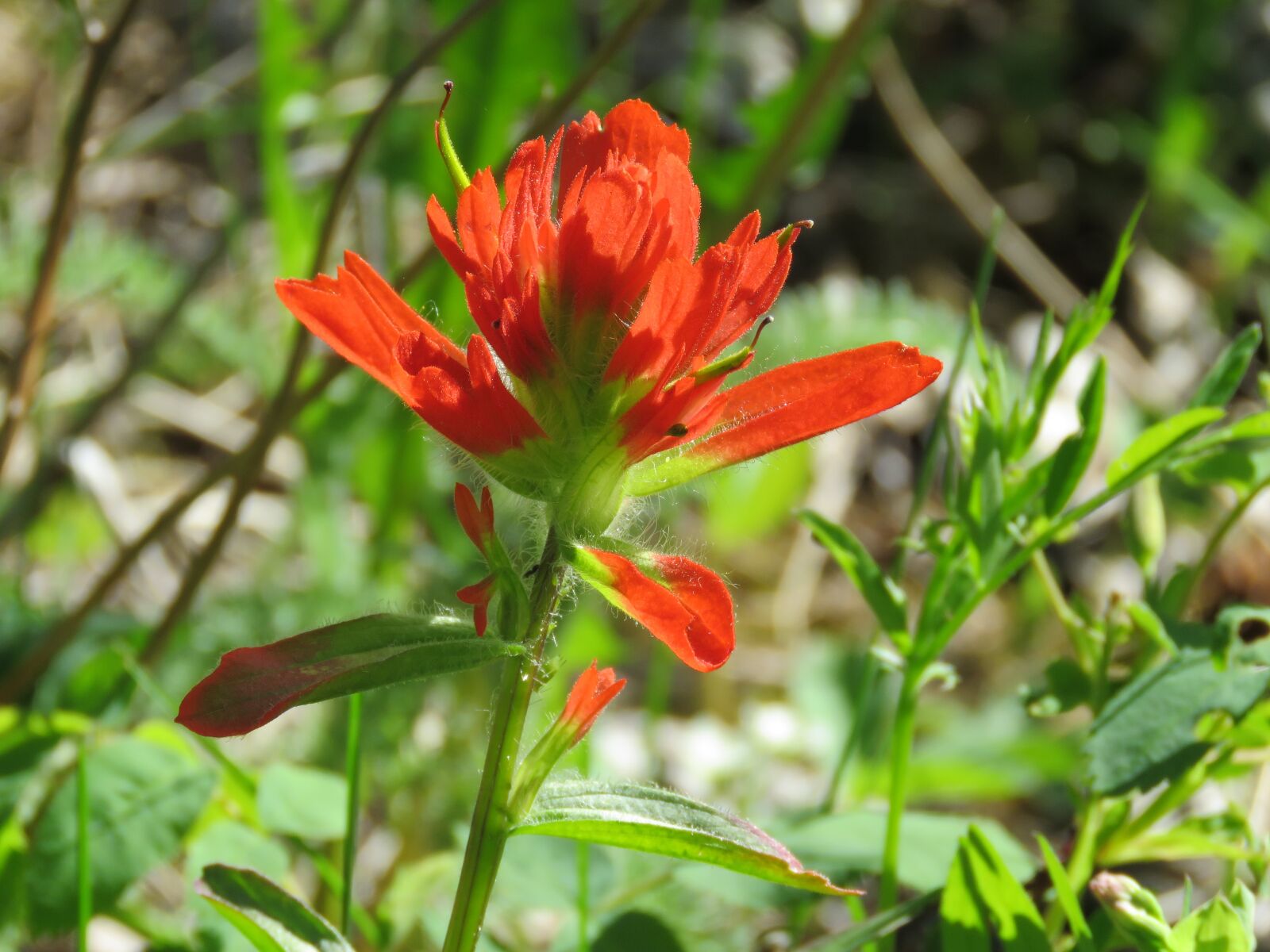 Canon PowerShot SX60 HS sample photo. Indian paintbrush, alberta wildflower photography