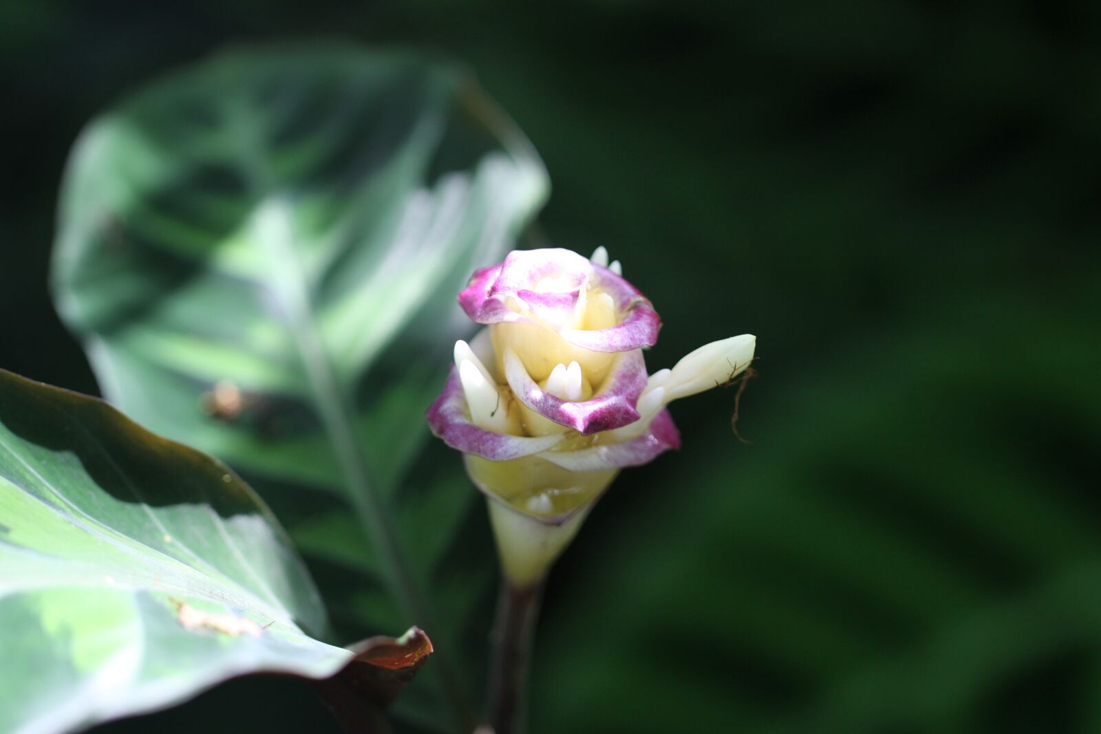 Canon EOS 50D sample photo. Siam rose ginger, torch photography