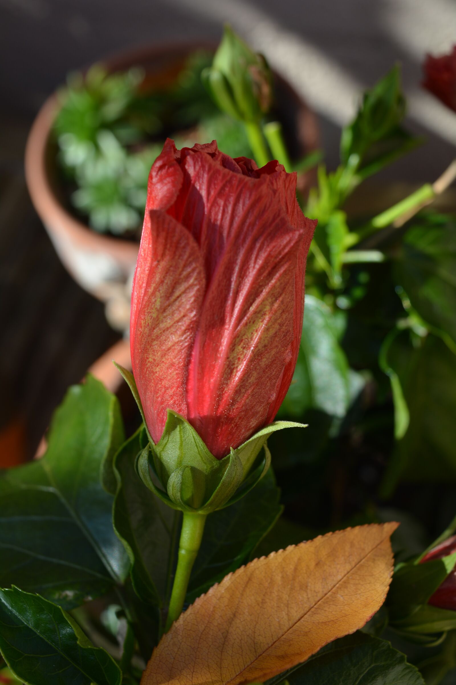 Nikon D5200 sample photo. Flower, hibiscus, blossom photography