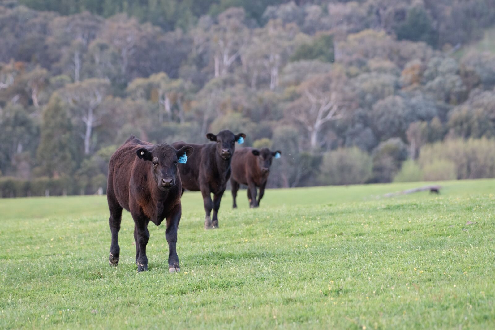 Nikon D750 sample photo. Cow, calf, black angus photography