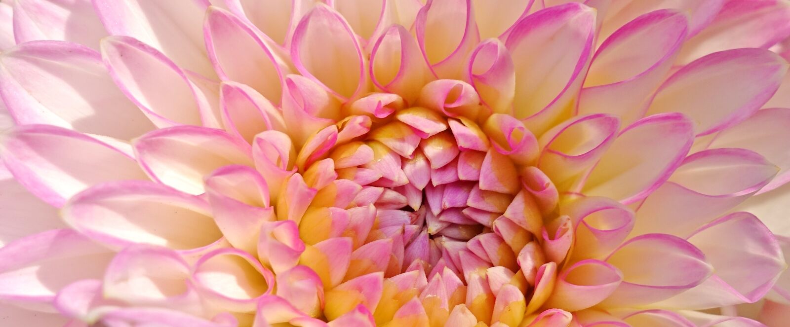 Sony DSC-RX100M5 sample photo. Dahlia, plant, flower photography