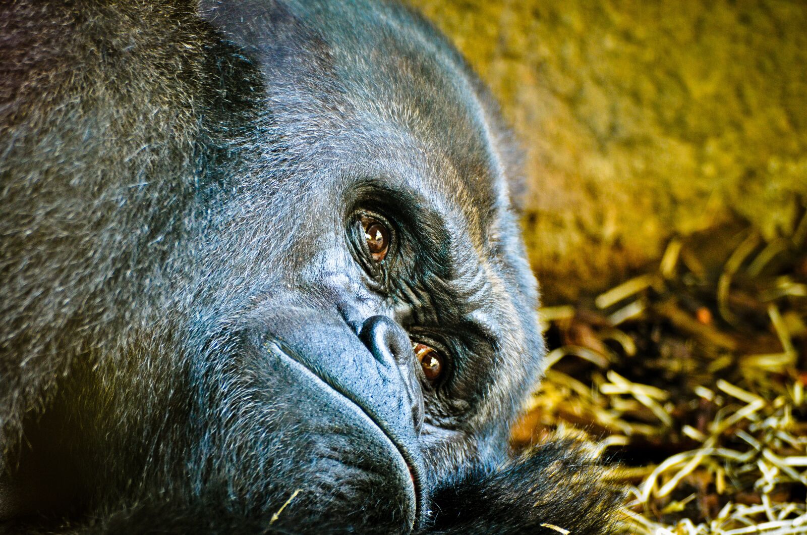 Nikon D7000 sample photo. Gorilla, zoo, frankfurt photography
