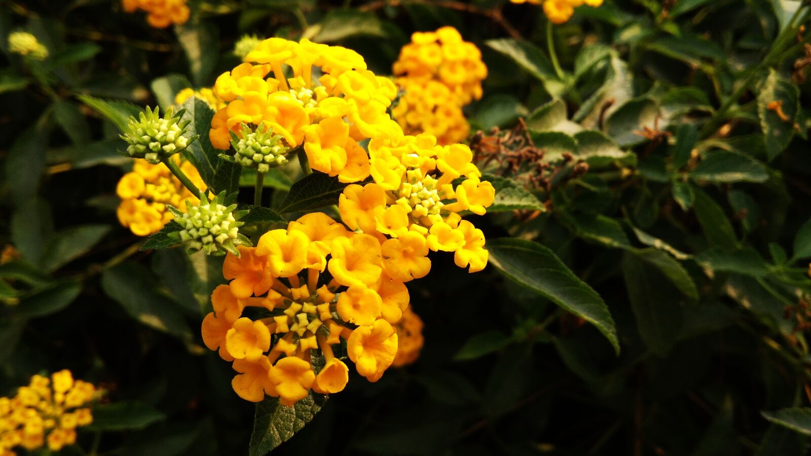 Xiaomi Redmi 4A sample photo. Yellow flowers, green, dark photography