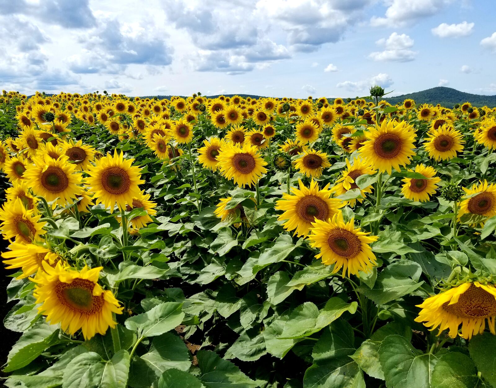 Samsung Galaxy S8+ sample photo. Sunflowers, sunflower, field photography