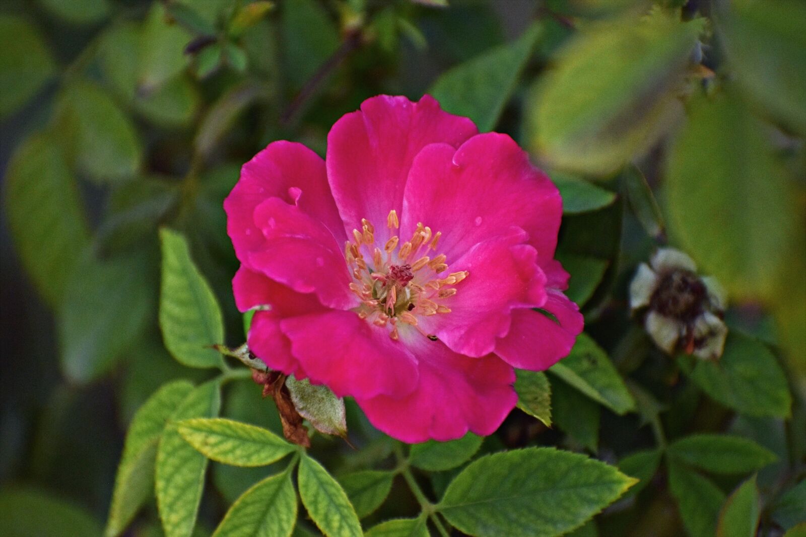 Nikon D5600 sample photo. Rose flower, macro, stamen photography