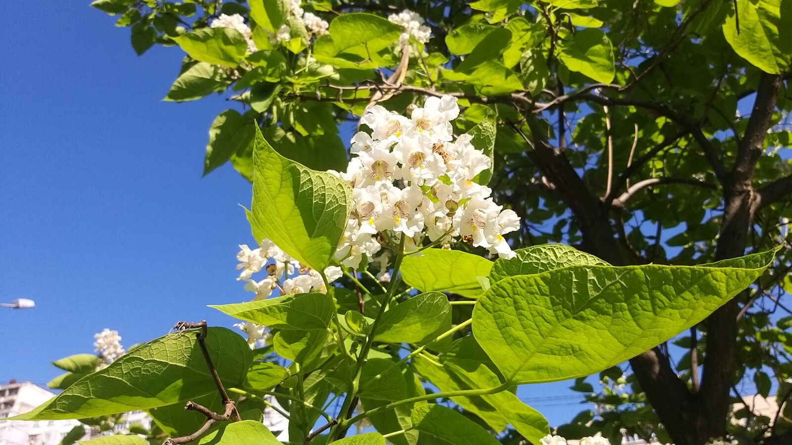 Samsung Galaxy A9 (2018) sample photo. Tree, catalpa, bloom photography