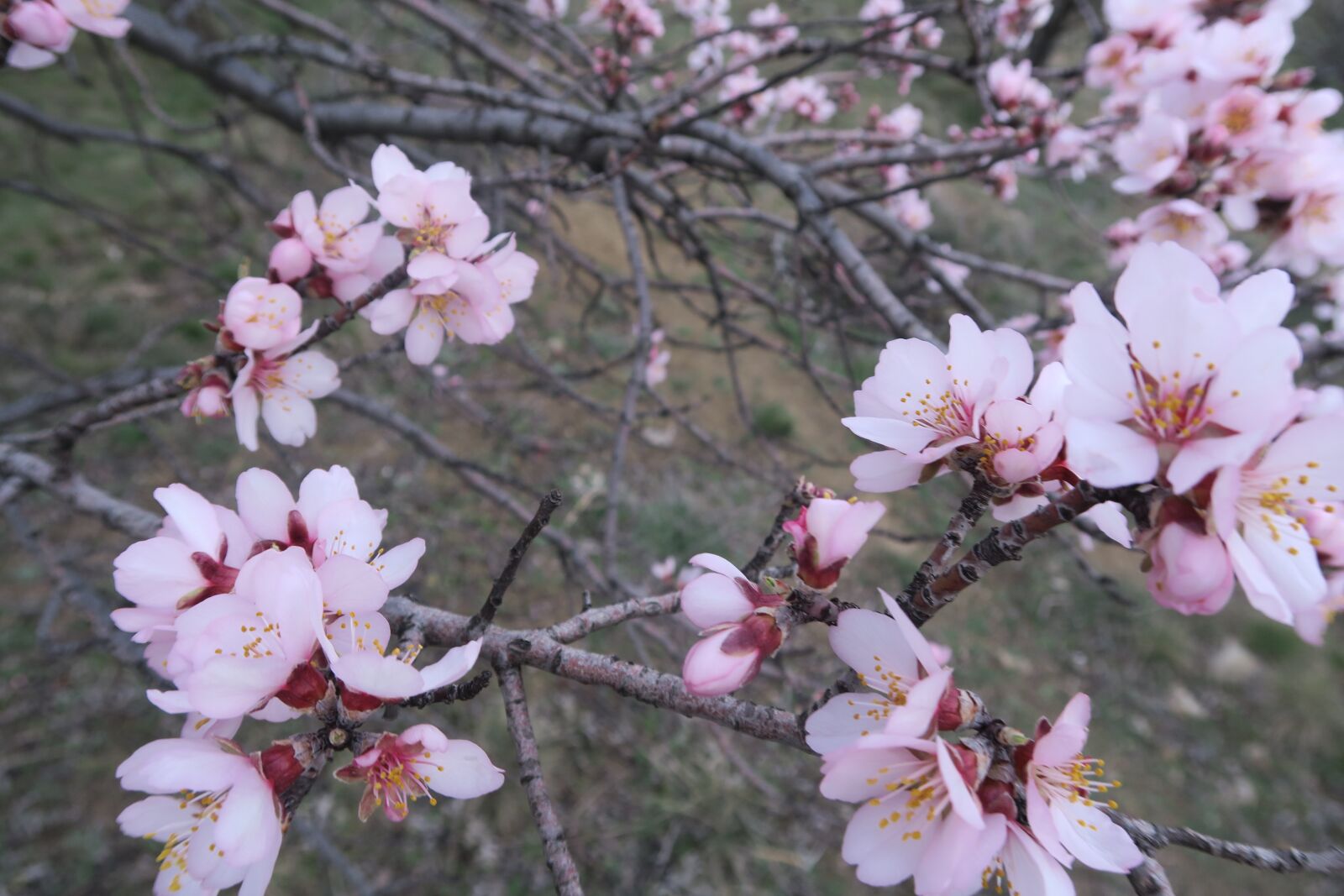Canon PowerShot G7 X sample photo. Flower, almond, tree photography