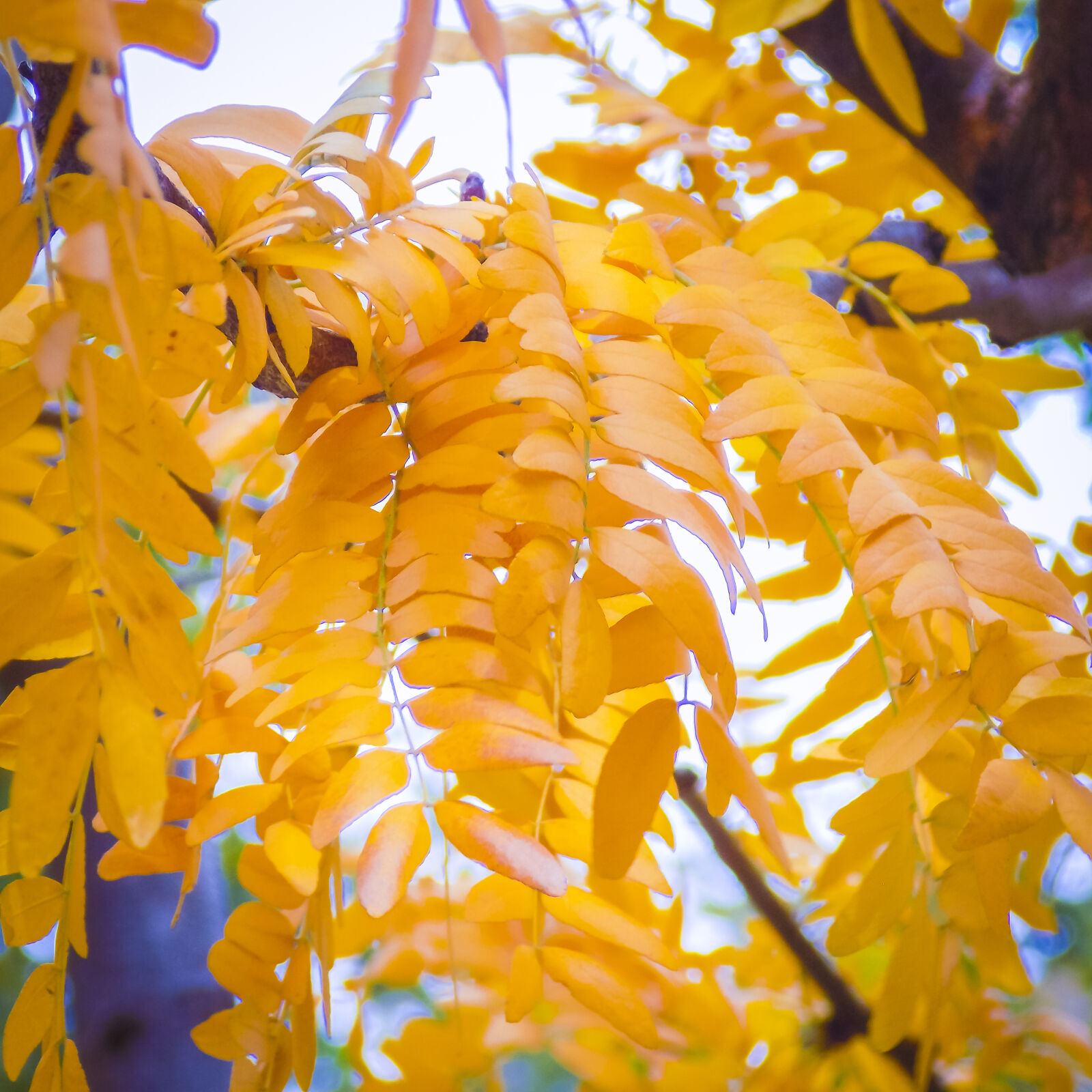 Nikon COOLPIX L340 sample photo. Fall, leaves, nature, vibrant photography