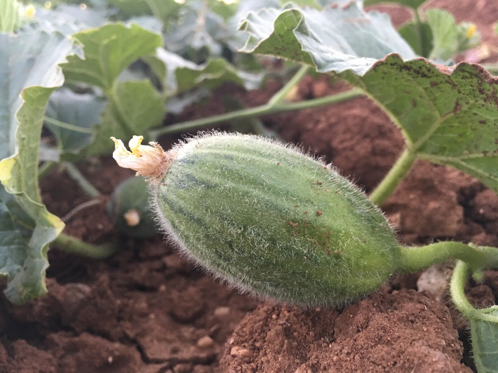Apple iPhone 6s Plus sample photo. Gherkin, natural, field crops photography