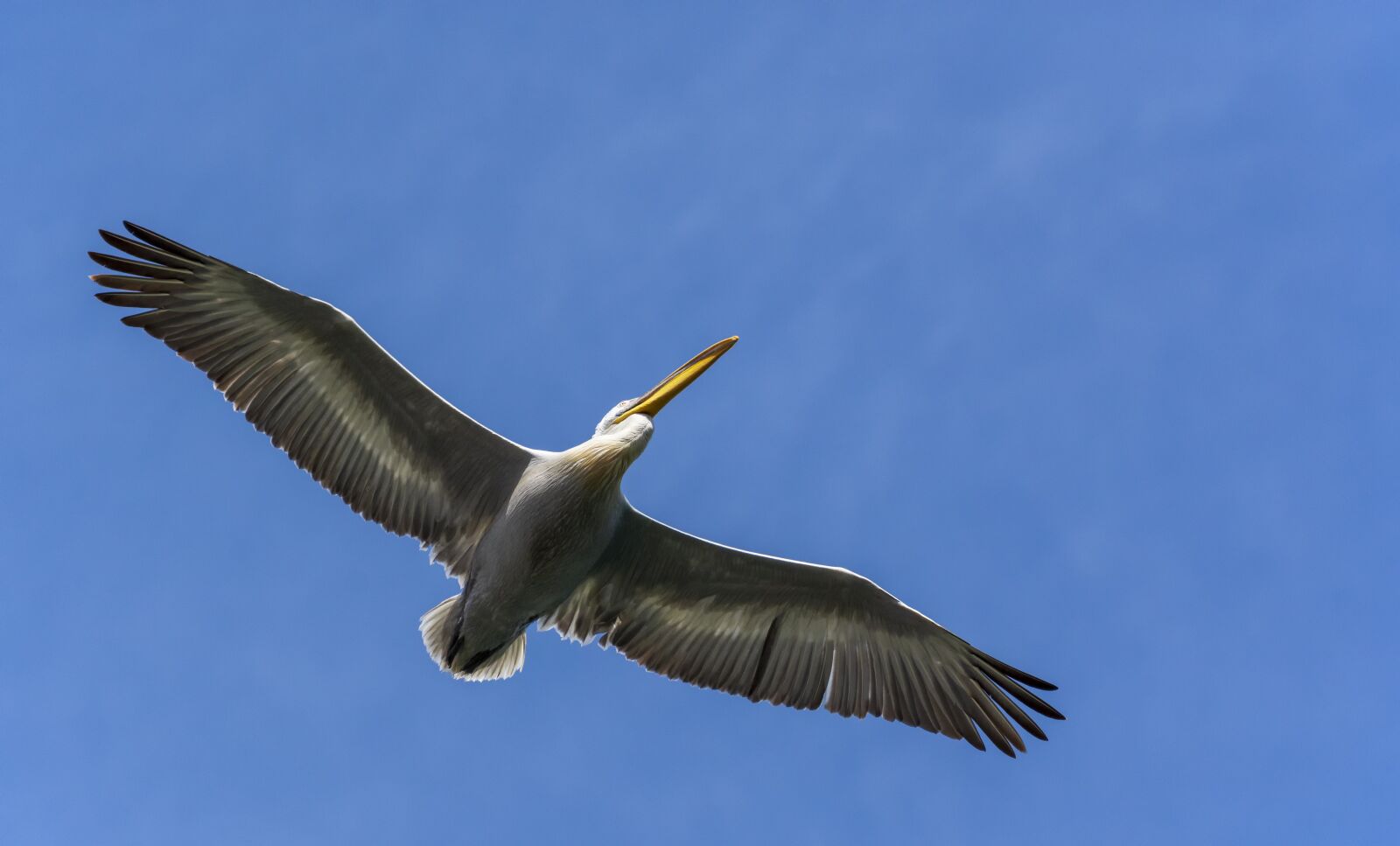 Nikon D7200 sample photo. Pelican, nature, wildlife photography