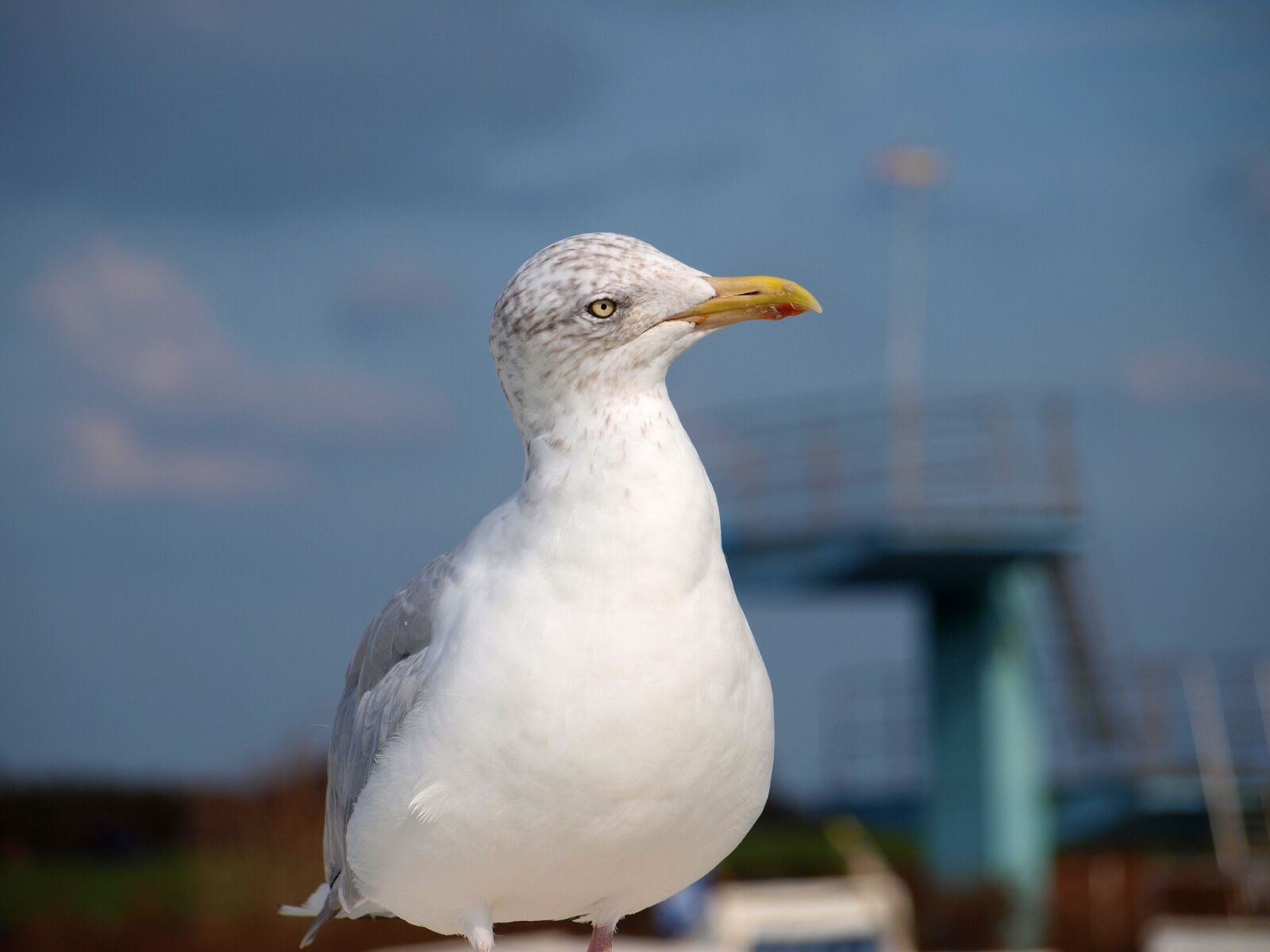 Olympus E-420 (EVOLT E-420) sample photo. Seagull, bird, lake photography