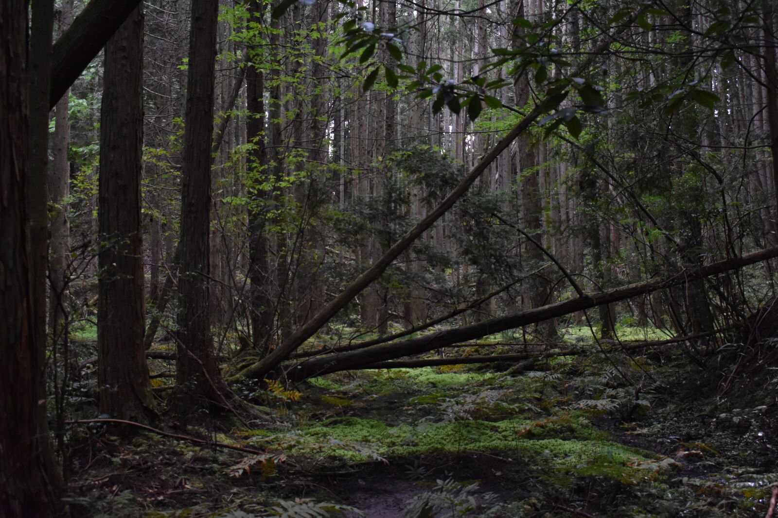 Nikon D3400 sample photo. Tree, nature, wood photography