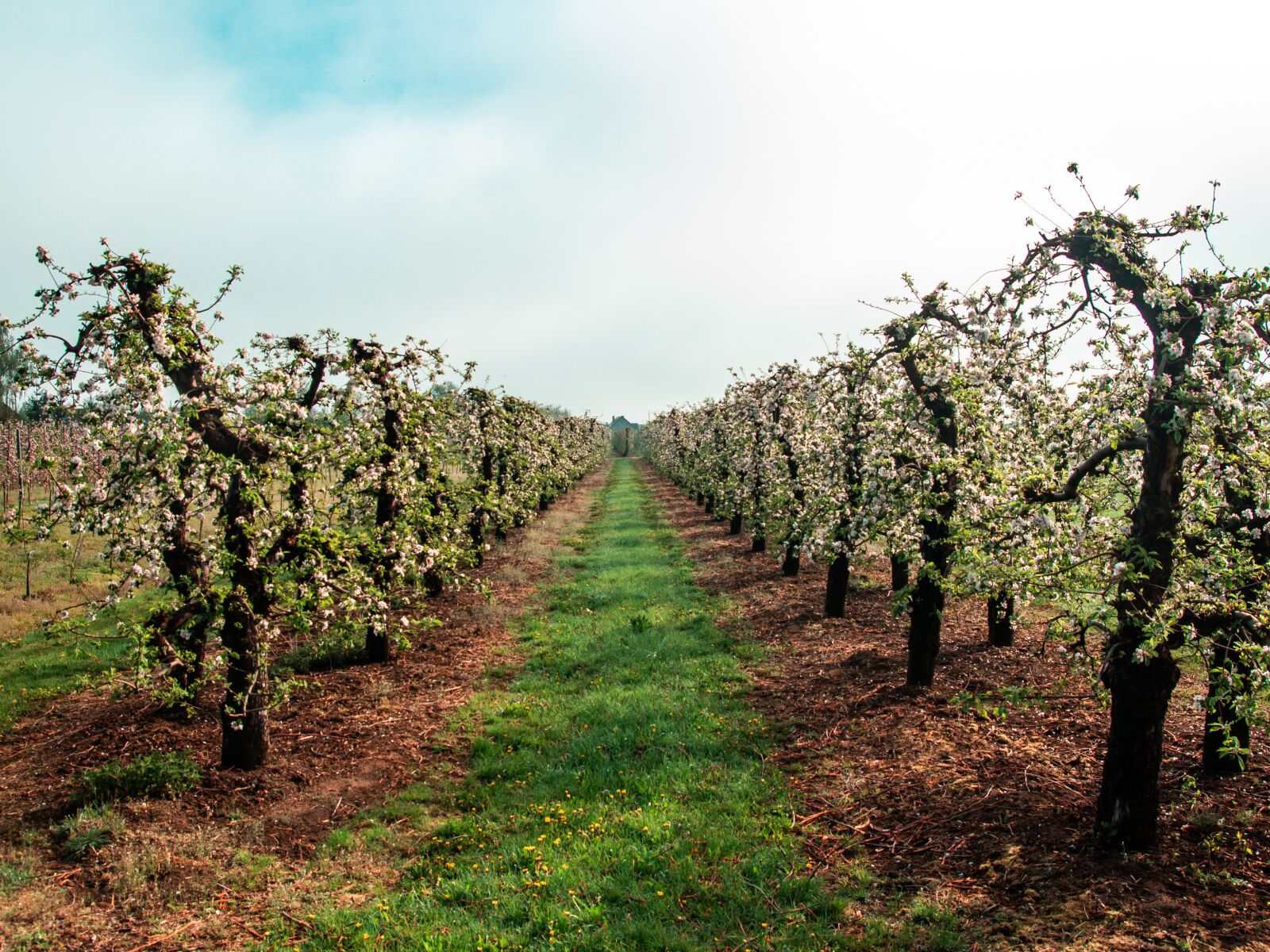 Tamron SP AF 17-50mm F2.8 XR Di II LD Aspherical (IF) sample photo. Sad, tree, apple trees photography