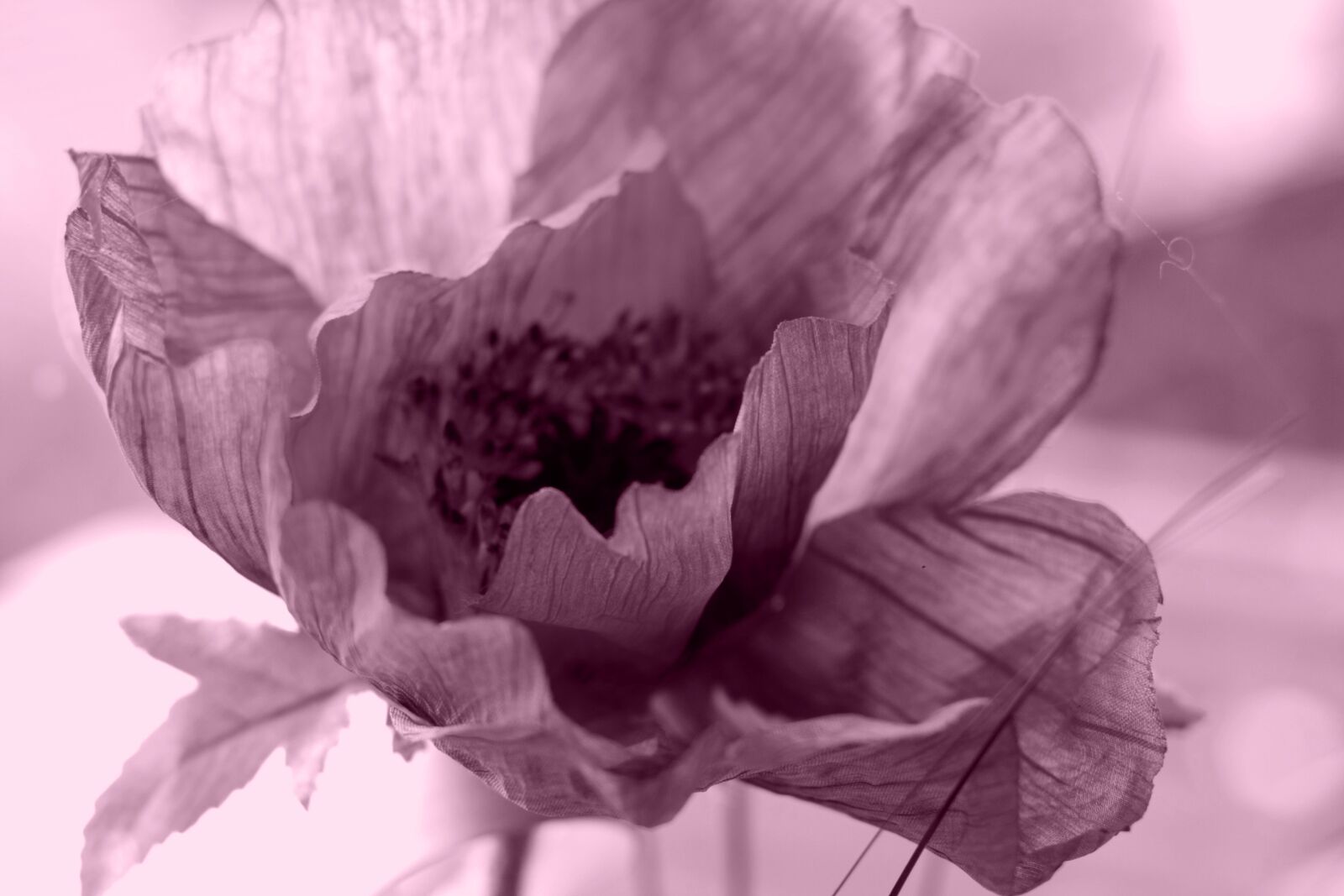 Canon EOS 40D sample photo. Blossom, bloom, flower photography