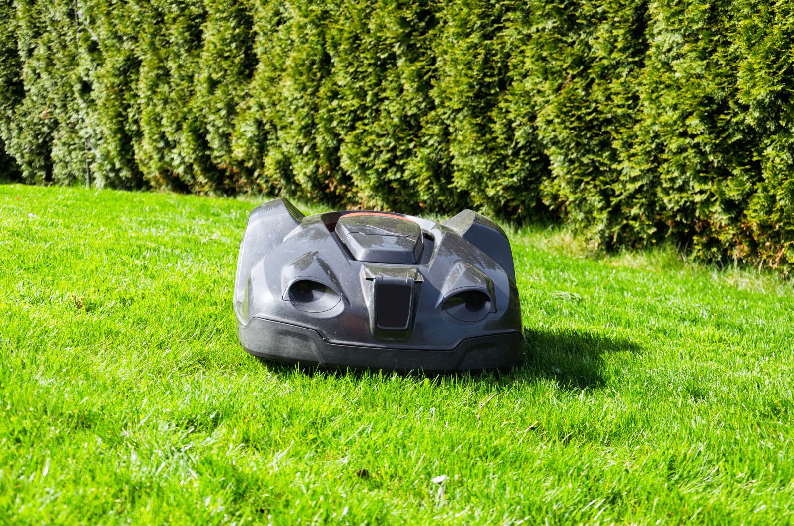 Nikon D5100 sample photo. Grass, rush, summer photography