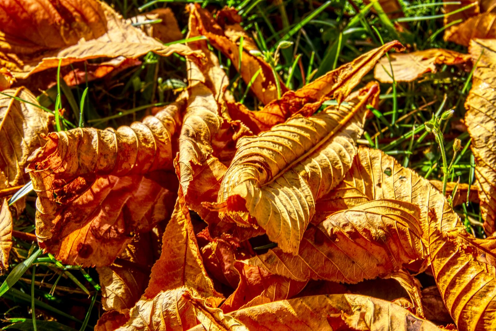 Sony E 16-50mm F3.5-5.6 PZ OSS sample photo. Leaves, fall foliage, autumn photography