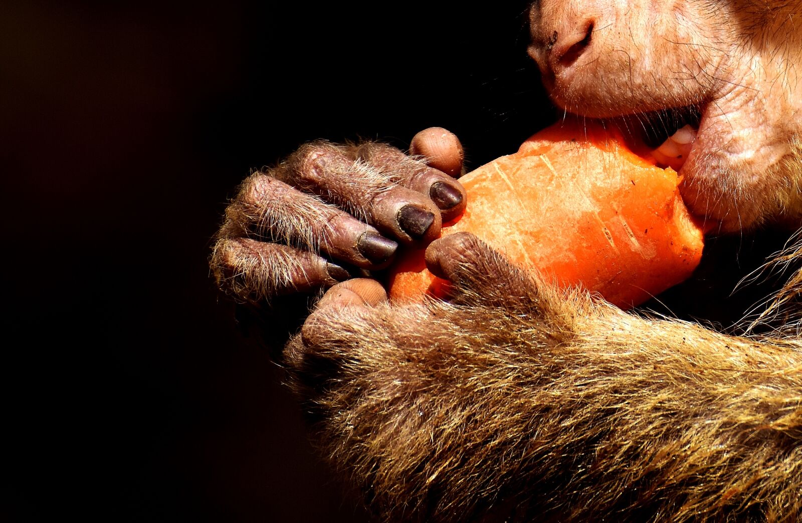 Nikon D7200 sample photo. Barbary ape, close up photography