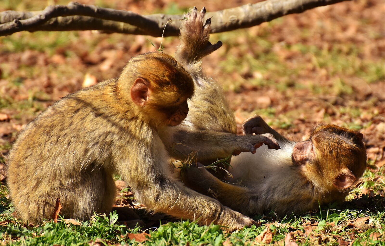 Nikon D7200 sample photo. Berber monkeys, play, cute photography