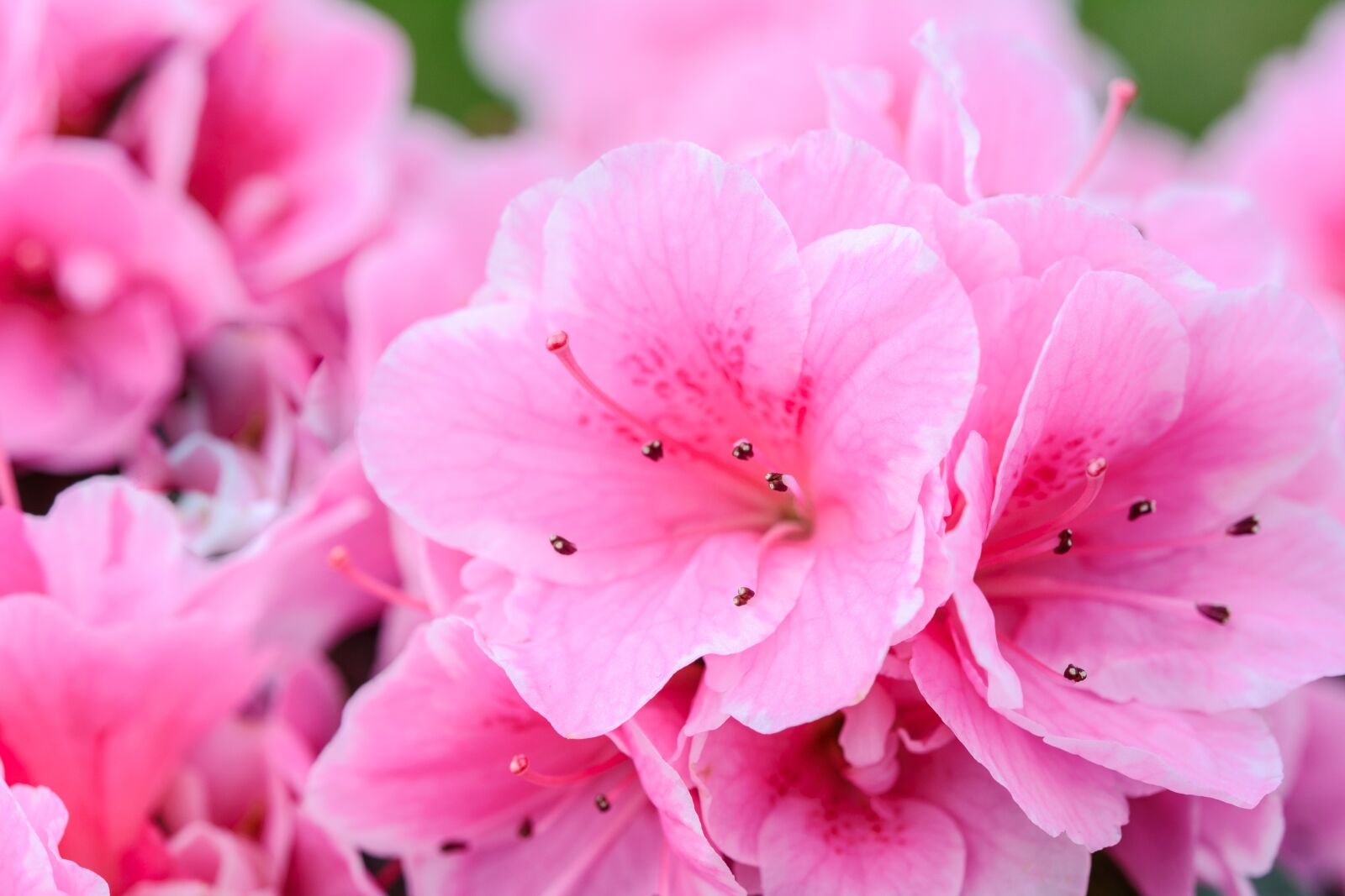 Nikon D7100 sample photo. Pink flowers, flower, nature photography