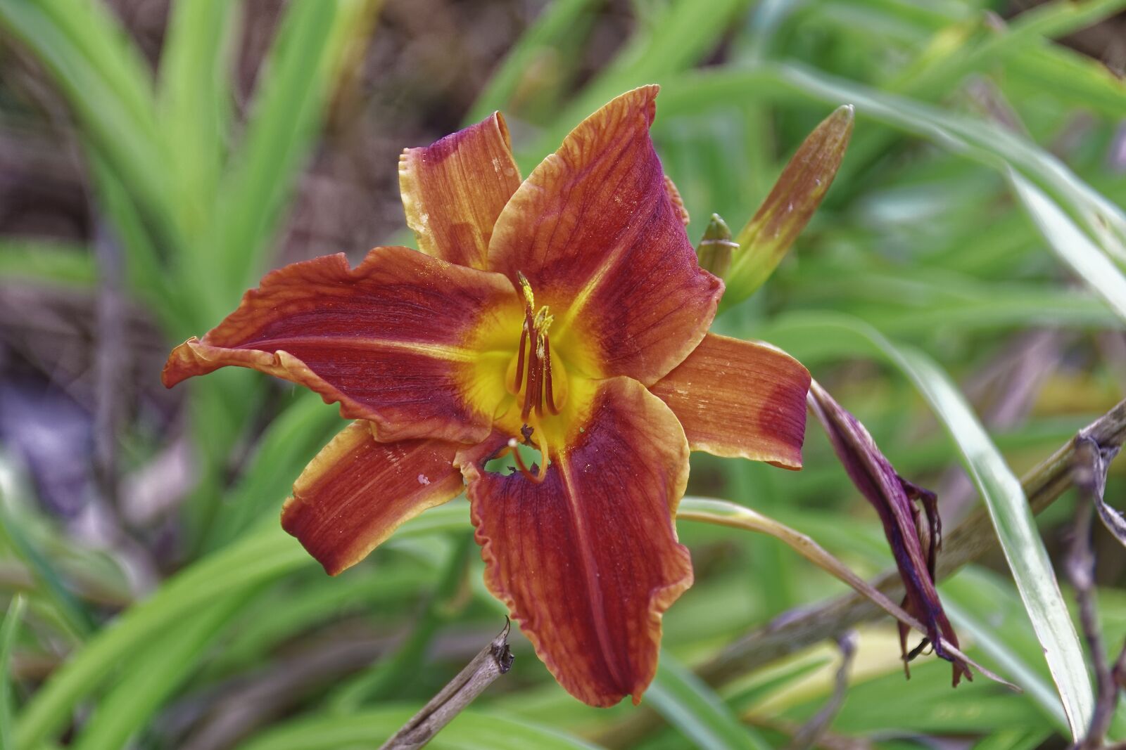 Nikon D500 sample photo. Flourished, flower, plant photography