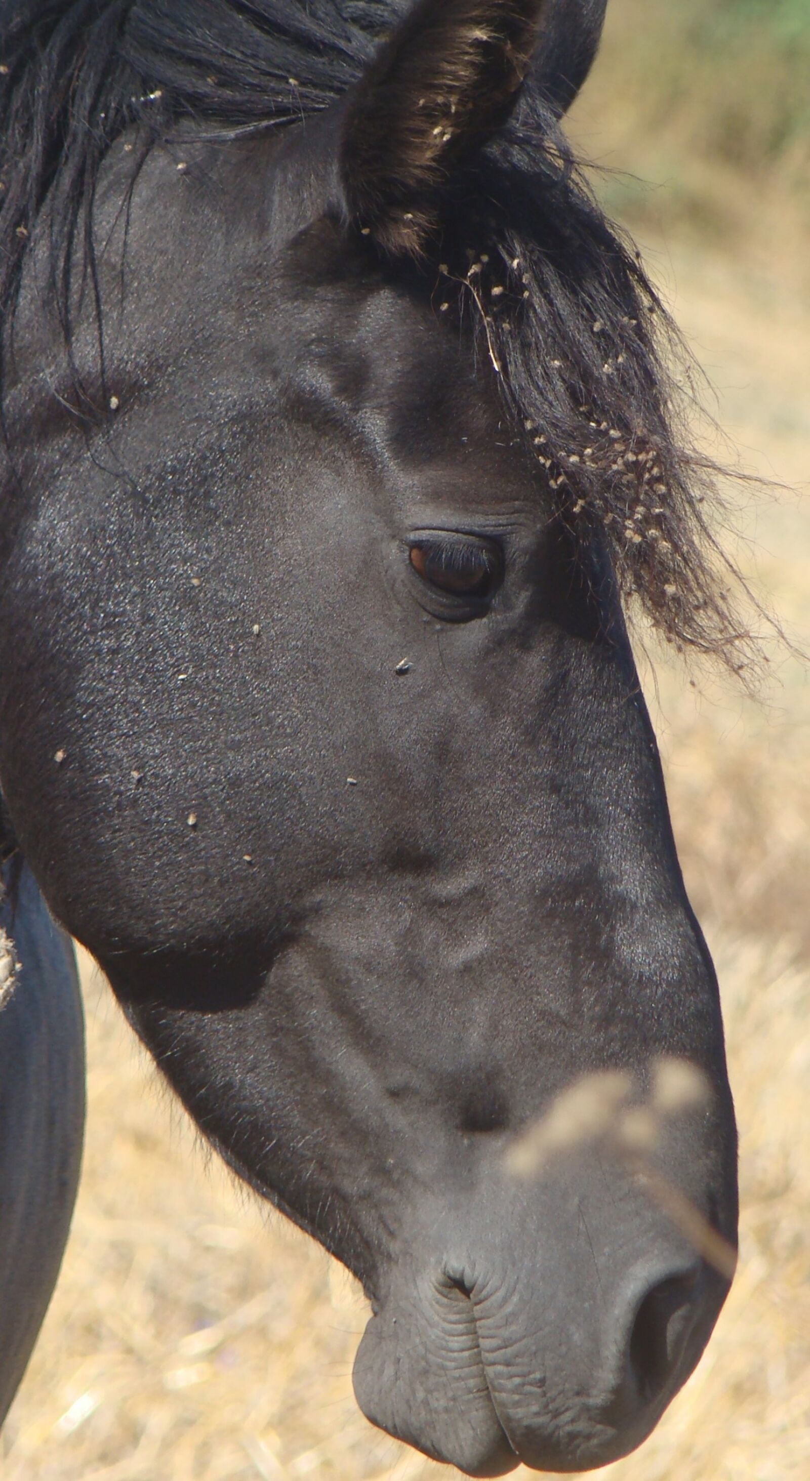 Sony DSC-H9 sample photo. Horse, nature, animal photography