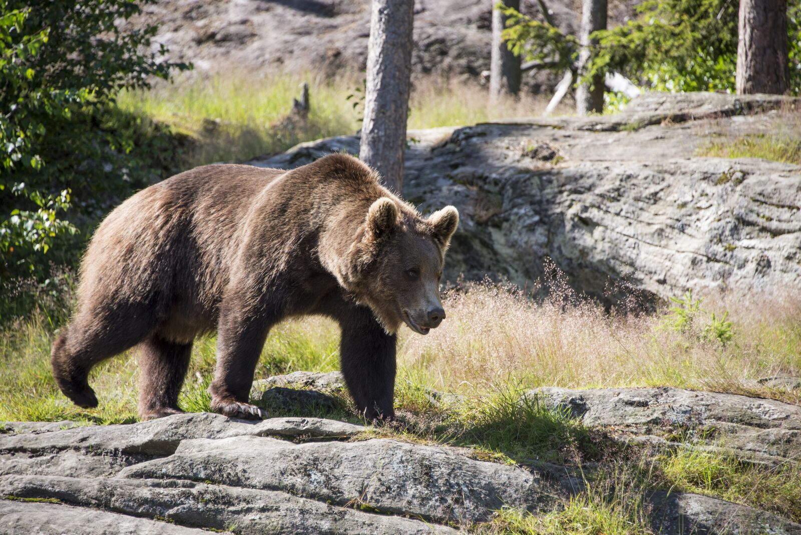 Nikon D610 sample photo. Brown bear, ursus arctos photography