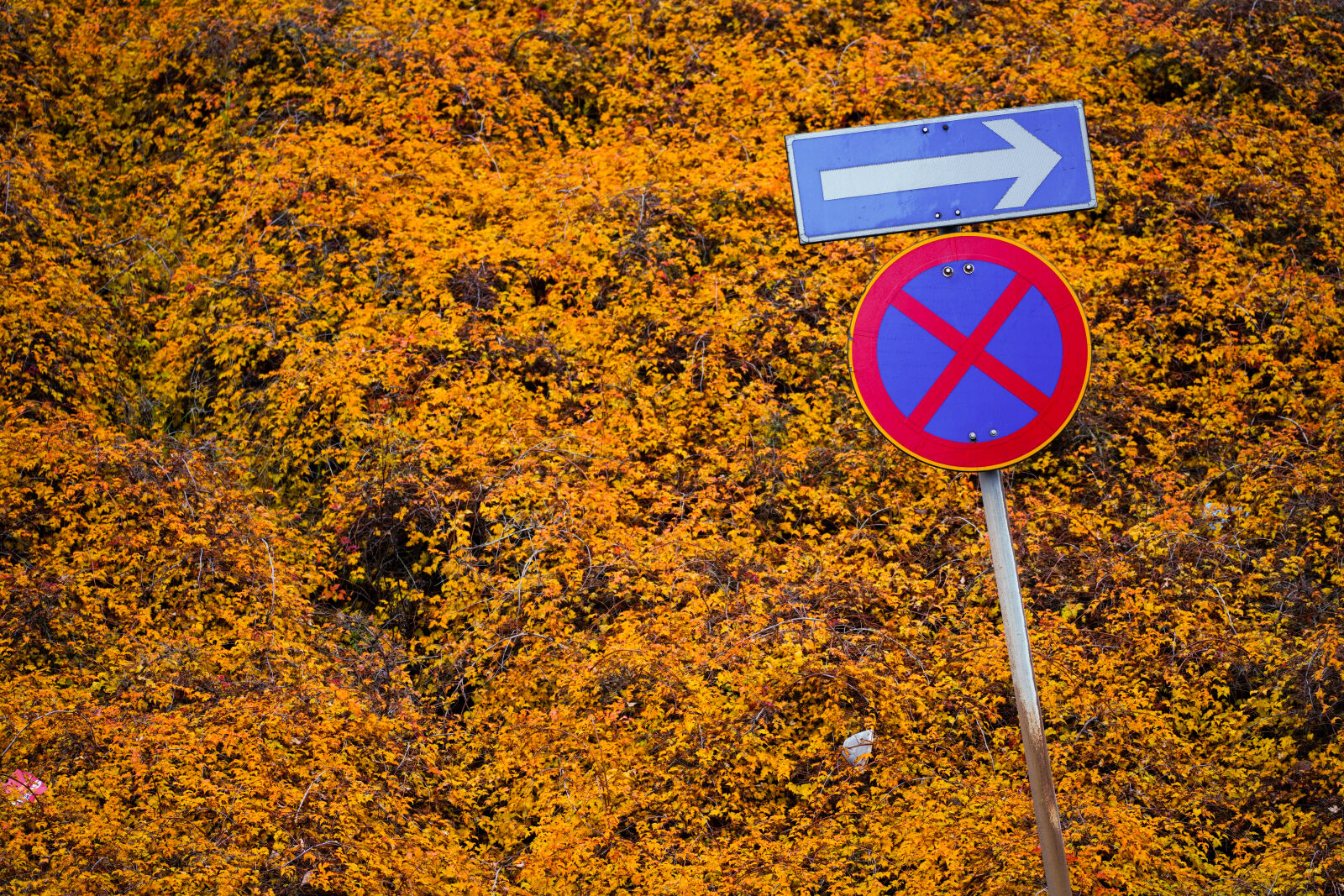 Sony a7R IV + Tamron 70-300 F4.5-6.3 Di RXD III sample photo. Autumn sign photography