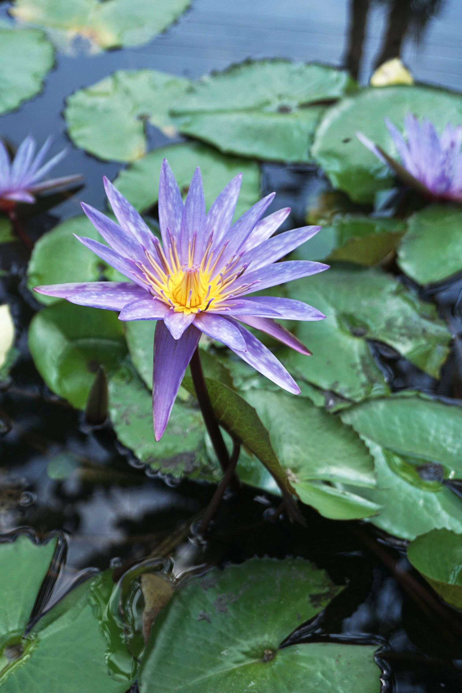Sony a6000 sample photo. Flower, lily, water photography
