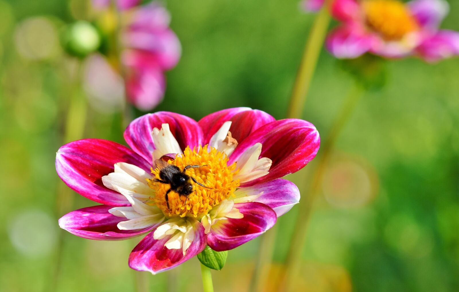 Nikon D7200 sample photo. Zinnia, composites, asteraceae photography