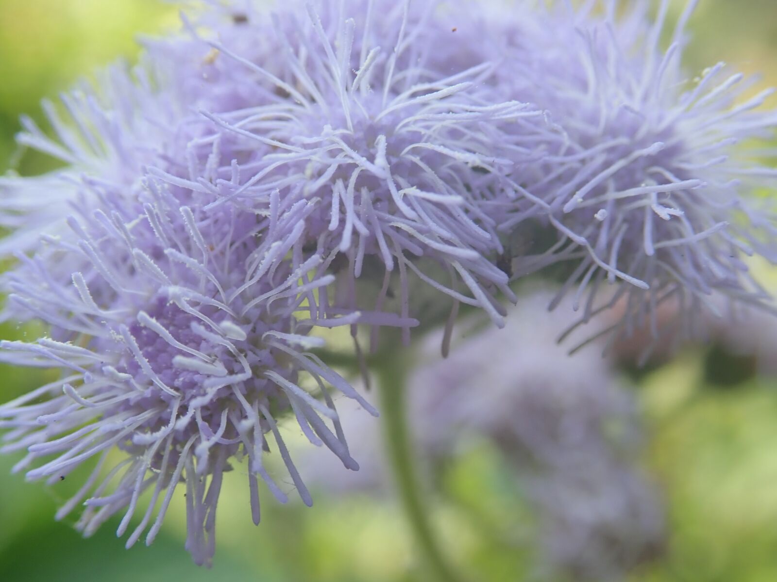 Olympus TG-5 sample photo. Flower, nature, spring photography