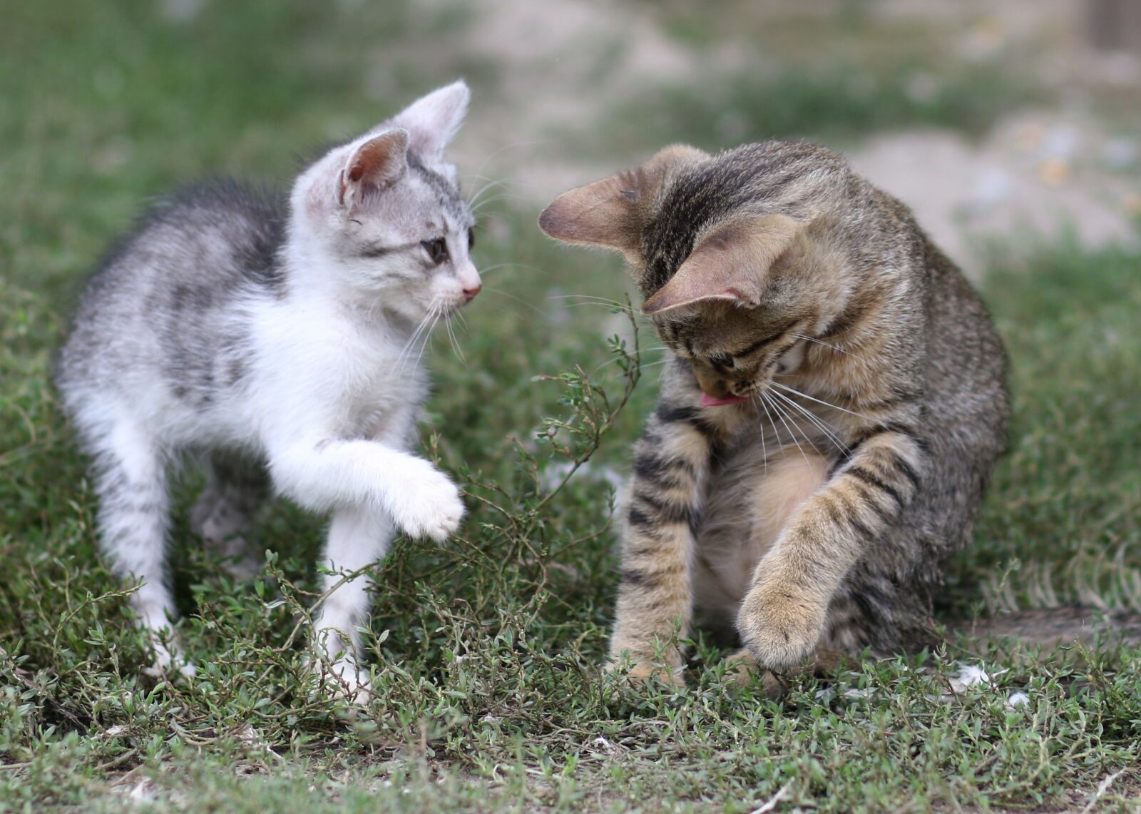 Canon EF 85mm F1.8 USM sample photo. Cat, small, play photography