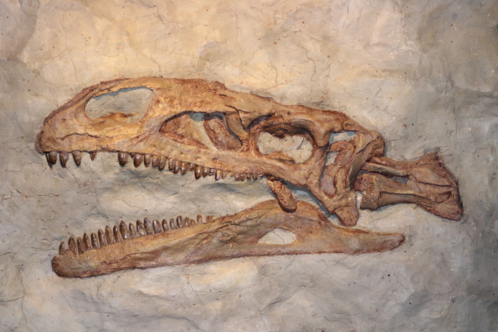Canon EOS 2000D (EOS Rebel T7 / EOS Kiss X90 / EOS 1500D) sample photo. Dino, dinosaur, prehistoric times photography
