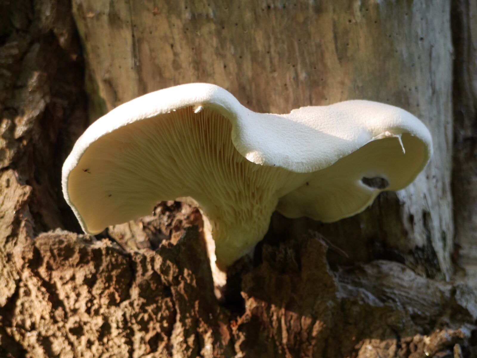 Panasonic Lumix DMC-GH3 sample photo. Bract, fungi, fungus photography