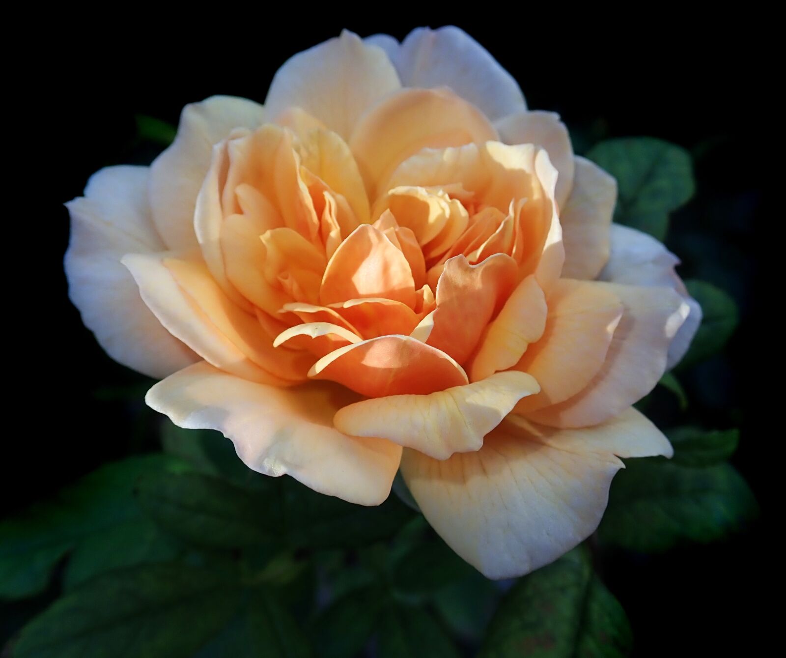 Olympus TG-5 sample photo. Rose, flower, perfume photography