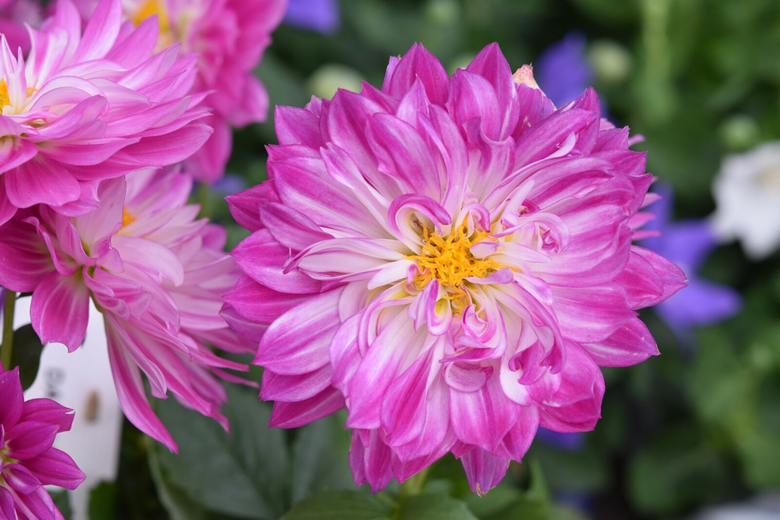 Nikon D5600 sample photo. Flower, flowers, dahlia photography
