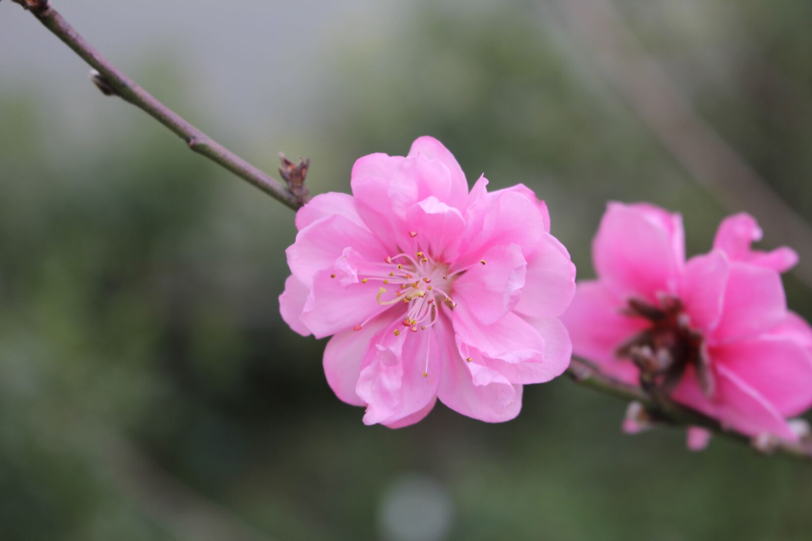 Canon EOS 60D + Canon EF-S 18-55mm F3.5-5.6 IS STM sample photo. Cherry flowers, flower, nice photography