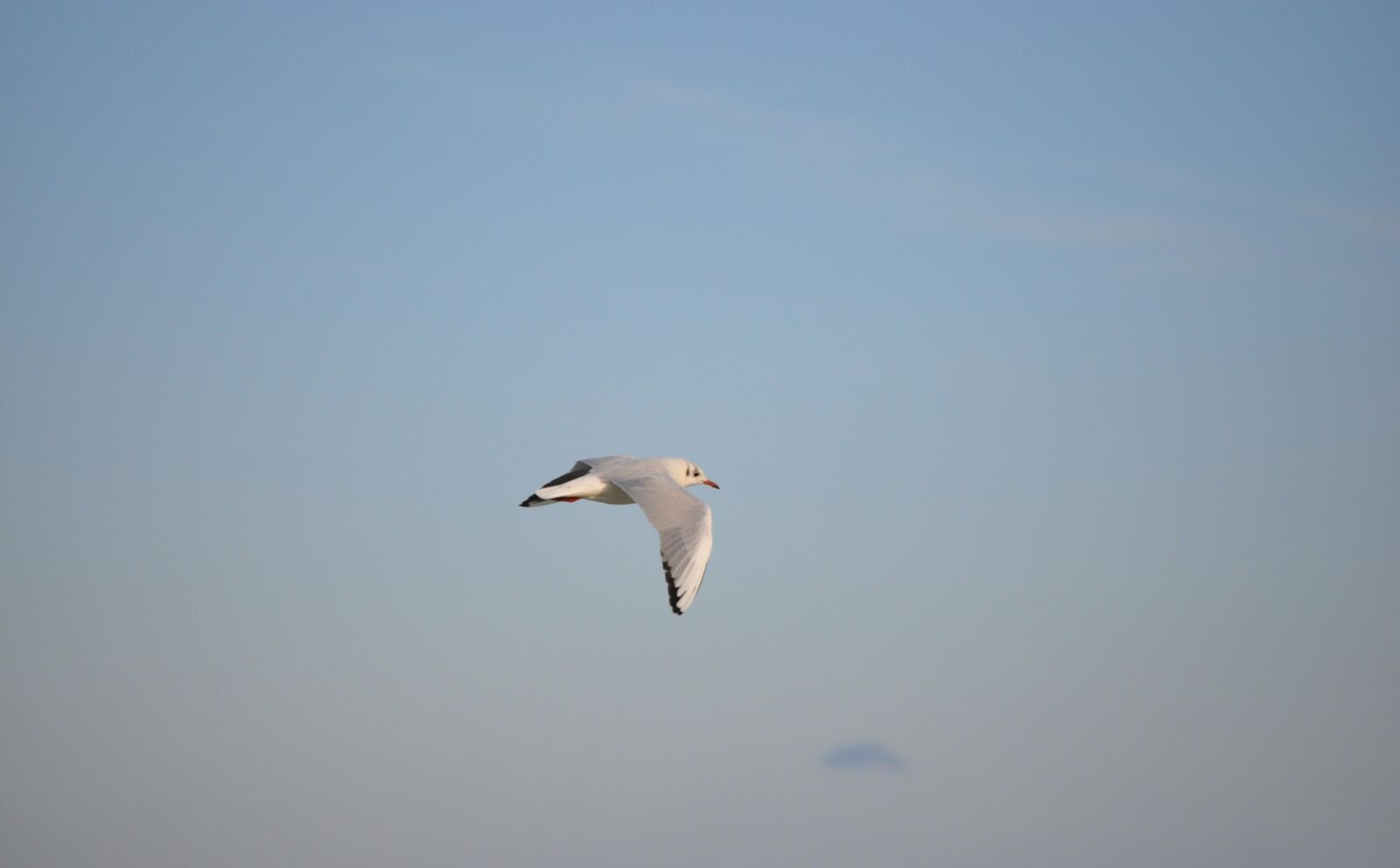 Nikon D5000 sample photo. Seagull, bird, beak photography