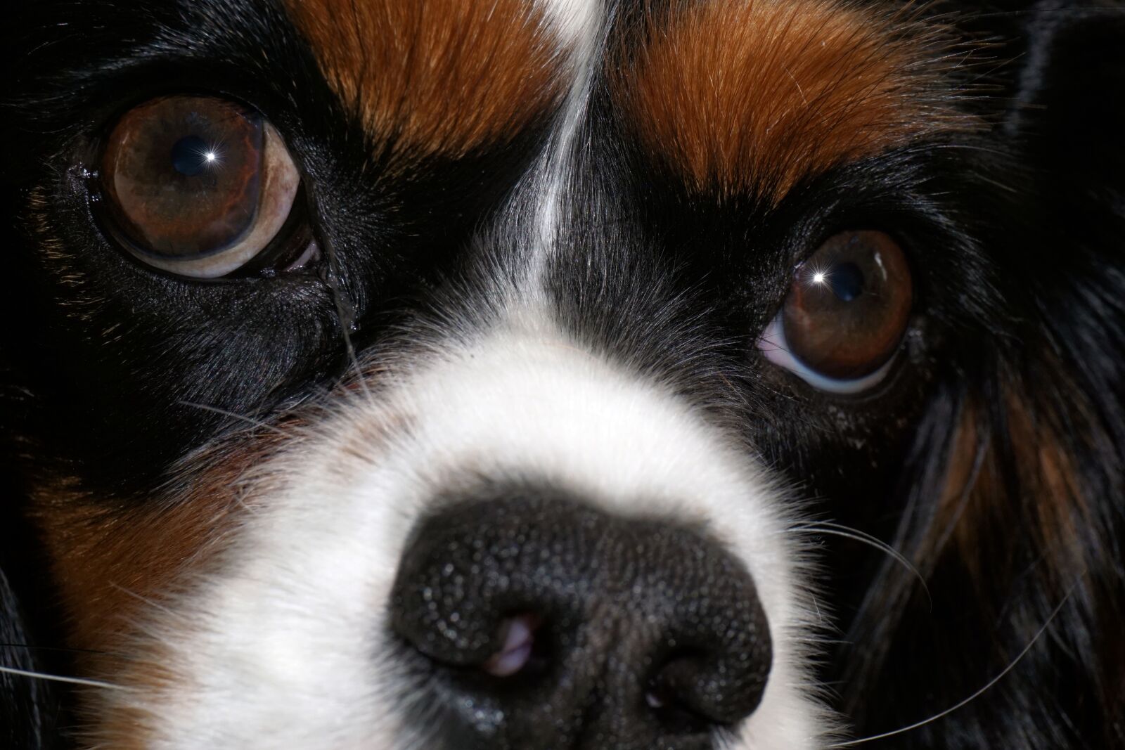 Sony E 16-50mm F3.5-5.6 PZ OSS sample photo. Dog, cavalier king charles photography