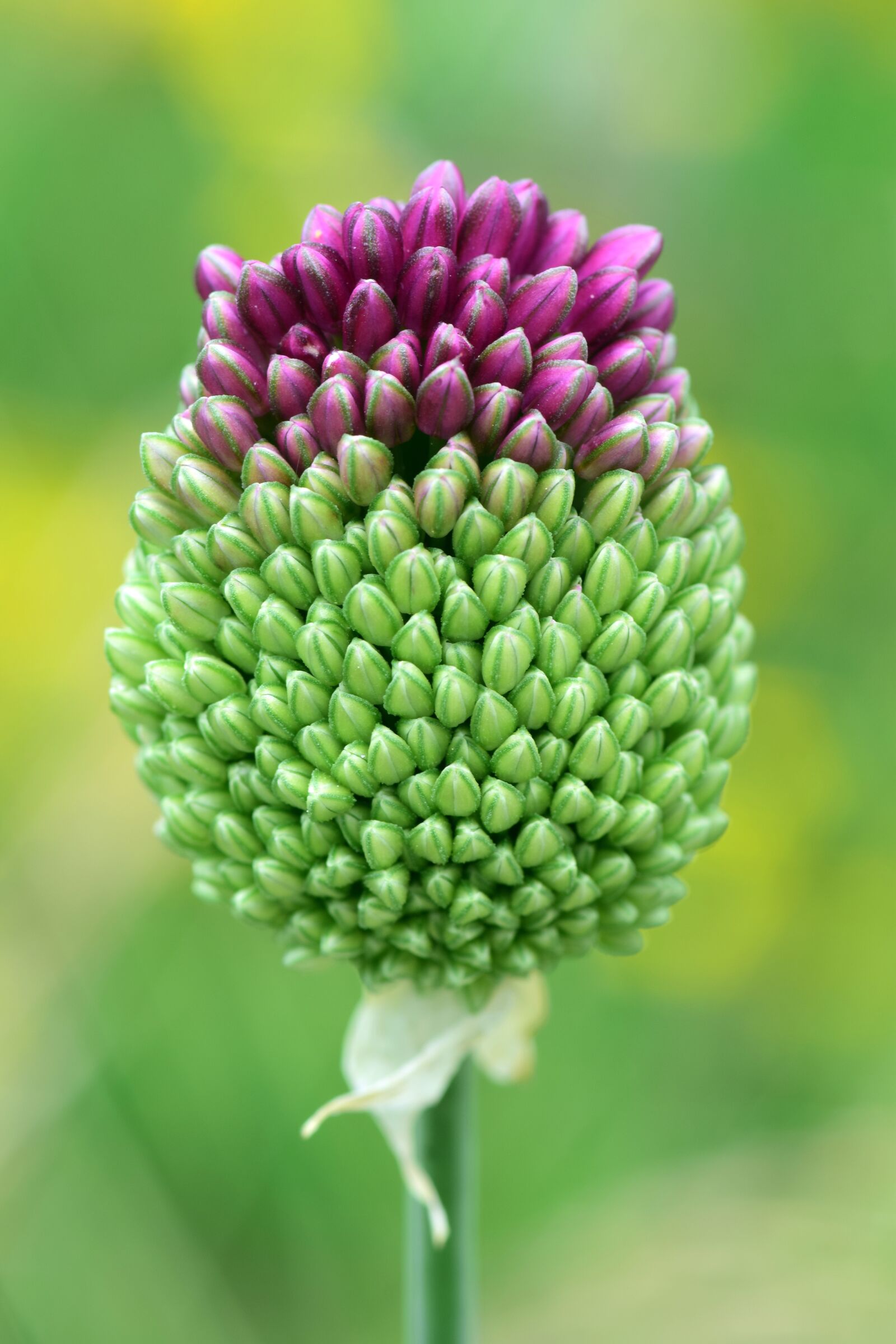 Nikon D3300 sample photo. Leek, ornamental onion, plant photography