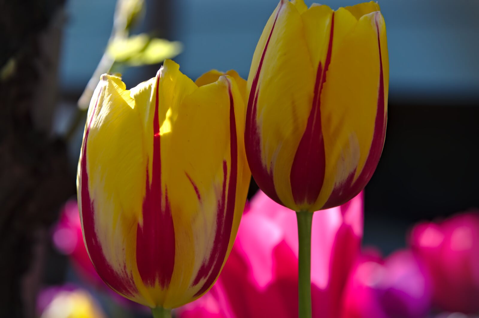 Nikon D750 sample photo. Tulips, spring, flowers photography