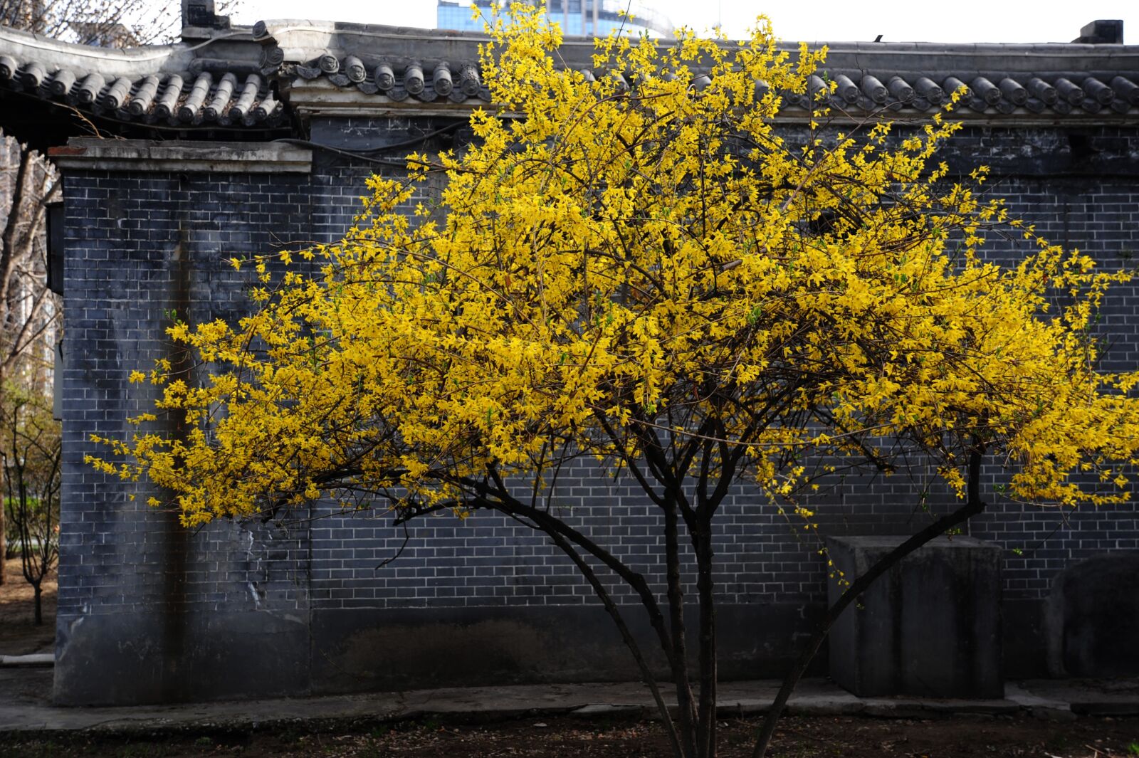 Nikon D700 sample photo. Forsythia tree, blooms, trees photography