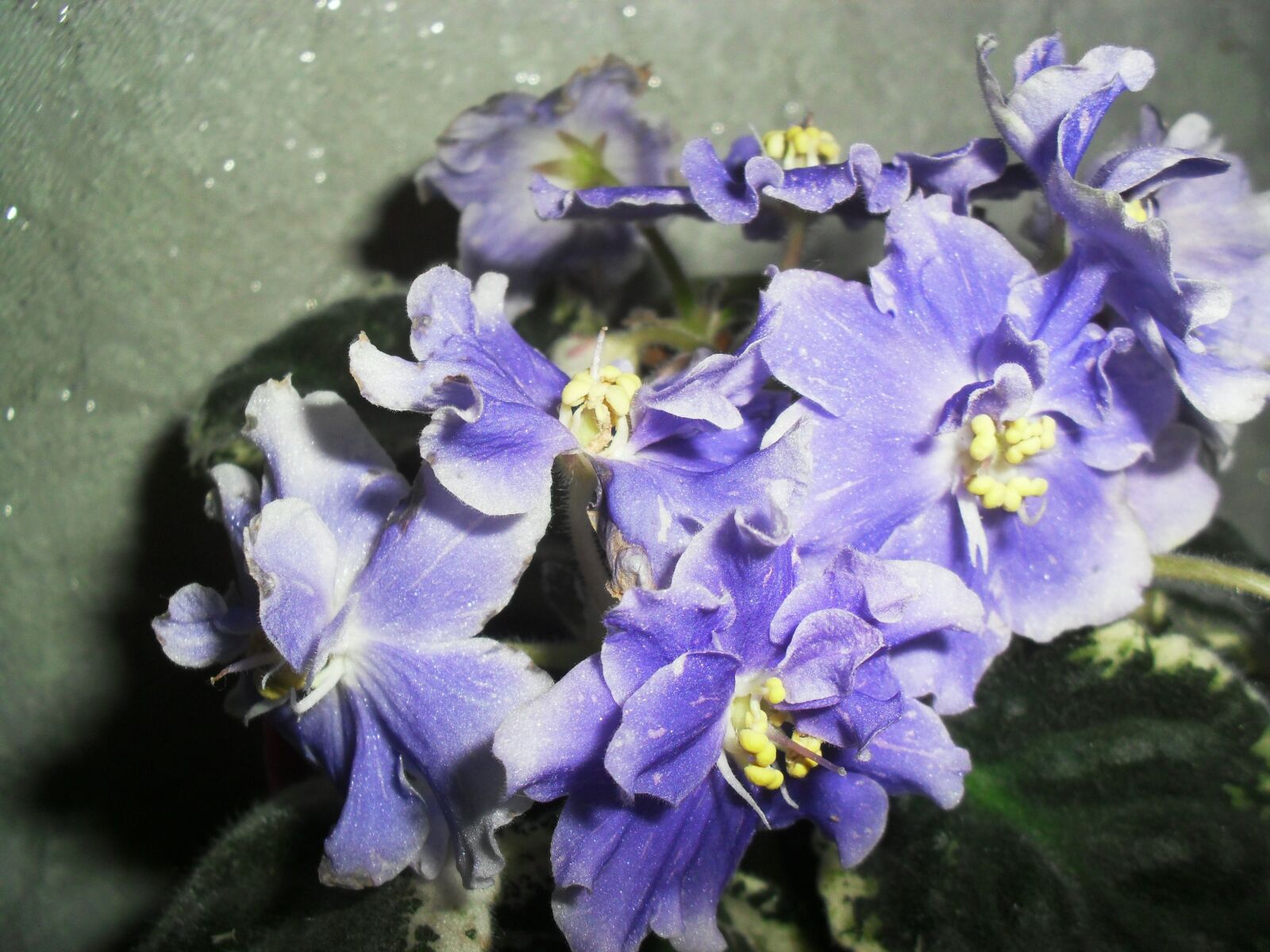 Samsung ES60 / VLUU ES60 /  SL105 /  ES63 sample photo. Blue, clear, violet photography