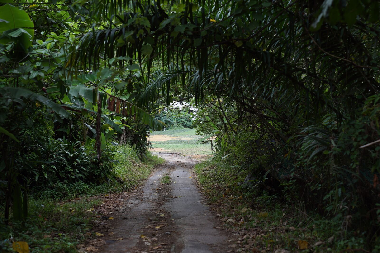 Sony a7S + Sony FE 24-70mm F2.8 GM sample photo. Country road, tropics, green photography